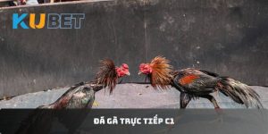 Đá gà trực tiếp C1