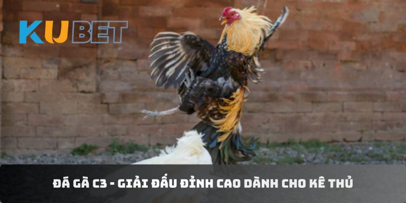 Đá gà C3 - Giải đấu đỉnh cao dành cho mọi người chơi