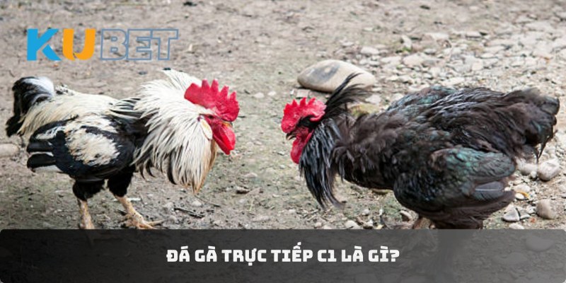 Đá gà trực tiếp C1 là gì?