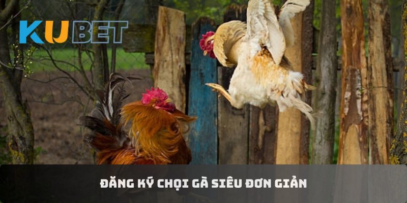 Đăng ký chọi gà siêu đơn giản