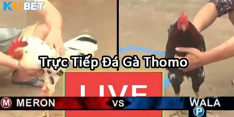 Trực tiếp đá gà thomo